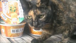 サビ猫と麵職人