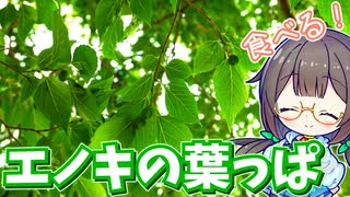 エノキの葉っぱで"かて飯"作り♪