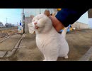 【奇跡の出会い】漁港にピンクの猫！？撫でたらスリスリ甘えてきた件□□