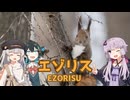 ゆかりとあかりの生き物帳【エゾリス】