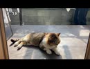 【ゆきみ】　たぬきの切り抜き　その２