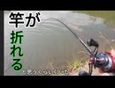 ６０cmオーバーの鯉を釣った切り抜き