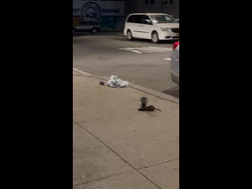 鳩を連れ去るネズミ