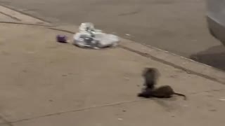鳩を連れ去るネズミ