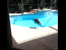 ホモと見る人間のくしゃみを聞いて飛び上がるネコ