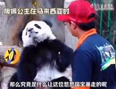 ホモと見るクジャクに煽られてキレるパンダのヌアンヌアン