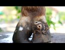 ホモと見る蹄に寄生するウジ