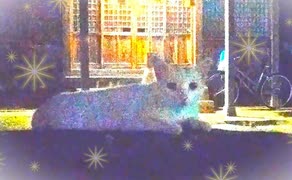 ～神社の守り神～ 白猫ちゃん久しぶり☆.:*・