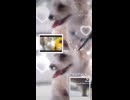 ヨープーのハナちゃん