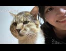 【ゆきみ】　たぬきの切り抜き　その４