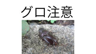 グロ注意クワガタ？の死骸と蟻2025年7月12日