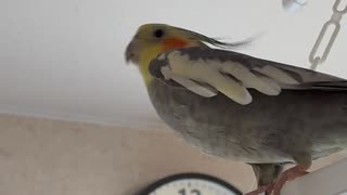 お留守番生放送をしてみてわかった事