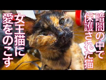 暗闇で保護された猫、女王猫に愛を遺す
