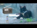 猫と本日のリクエスト曲