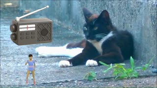 猫と本日のリクエスト曲