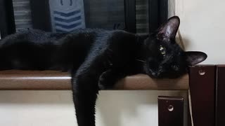 窓辺でねるこま