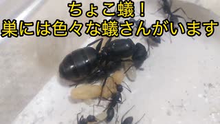 〈ちょこ蟻！〉蟻の巣に住む蟻さんの種類
