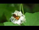 夏山の森　クマバチが花の蜜を吸う