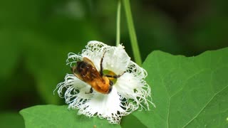 夏山の森　クマバチが花の蜜を吸う