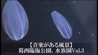 【音楽がある風景】葛西臨海公園、水族園Vol.3