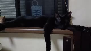 窓辺でねるこまに