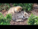 【東武動物公園】たぬきさんたちのもふもふタイム【ホンドタヌキ】