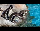 【東武動物公園】ペンギンたちの飛び込みタイム【スローモーション】