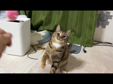 目の疾患を抱えた娘猫、珍妙な成長記録