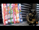 サビ猫とパンとナイスネイチャ