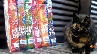 サビ猫とパンとナイスネイチャ
