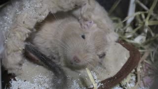おねむですね。