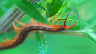 ※閲覧注意　赤いムカデが草を這う　夏の森