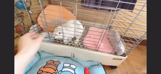 みるちゃん生後3ヶ月の記録