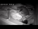 ホモと見る寝ている飼い主に心肺蘇生を試みるネコ