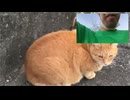 サダとねこ
