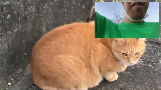 サダとねこ