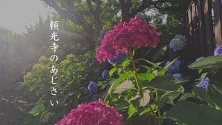 頼光寺のあじさい