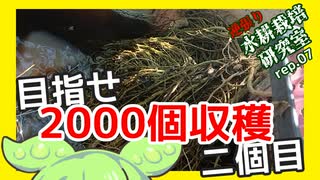 「続・目指せ2000個収穫」逆張り水耕栽培研究室rep.07