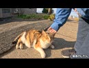 初見で三毛猫マリー様の大きさへのリアクション