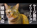 3kgの娘猫天功、まさかのケージ脱出イリュージョン！