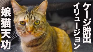 3kgの娘猫天功、まさかのケージ脱出イリュージョン！