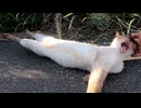 撫でようとしたら…全力でノビる野良猫が可愛すぎた件ｗｗ