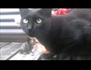 黒猫とフランスパンと肖像画