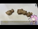 珍食材が食べたい！#221 ハナショウガ