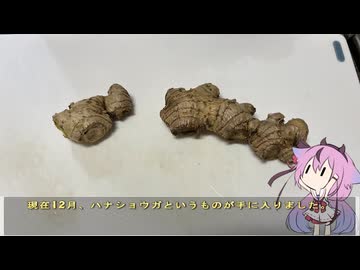 珍食材が食べたい！#221 ハナショウガ