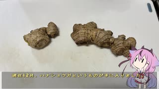 珍食材が食べたい！#221 ハナショウガ