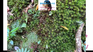 No 18 負けないでパート２ 生成AI不使用　vocal のみSynthesizer V #coochiebillgameM