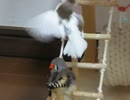 毛繕いコンビジュウシマツとキンカチョウ