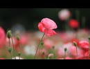 泣いていいよ／チネンユーダイ