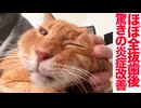 ほぼ全抜歯のナイーブ猫、驚きの炎症数値改善